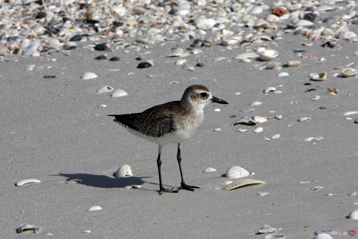 Barefoot Beach Preserve