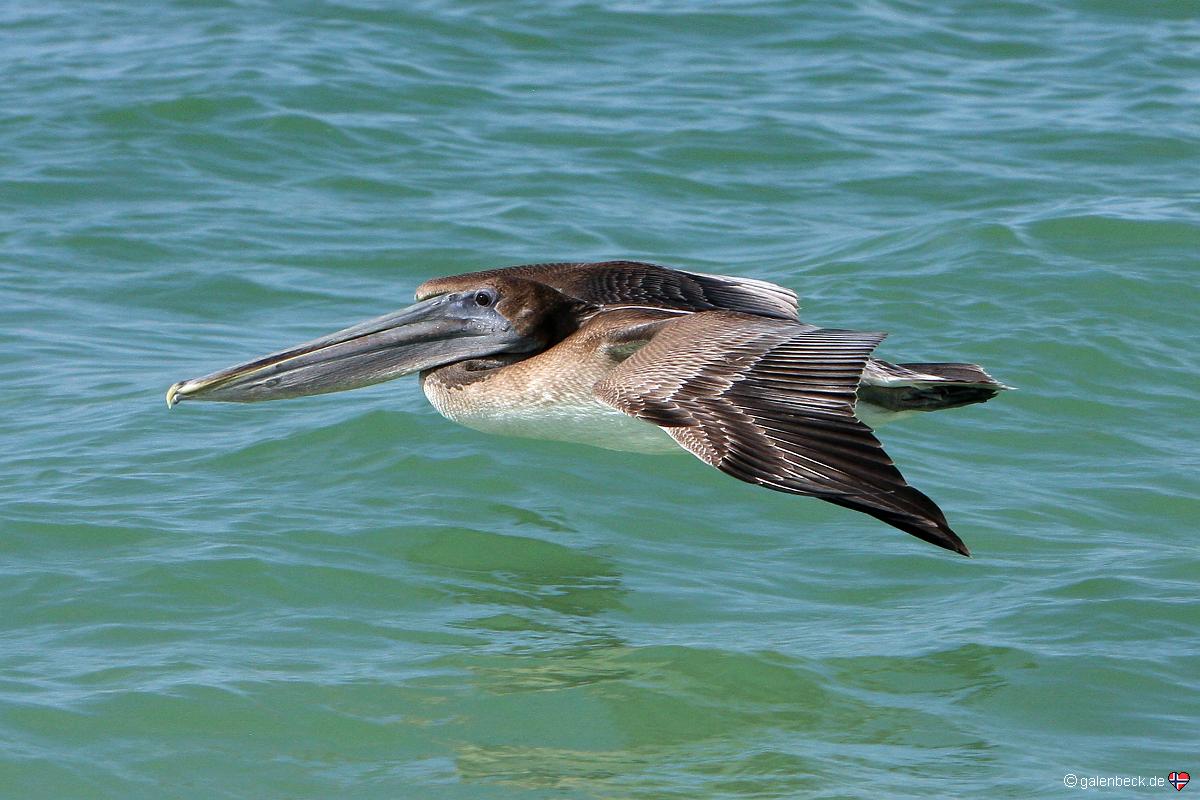 Barefoot Beach Preserve