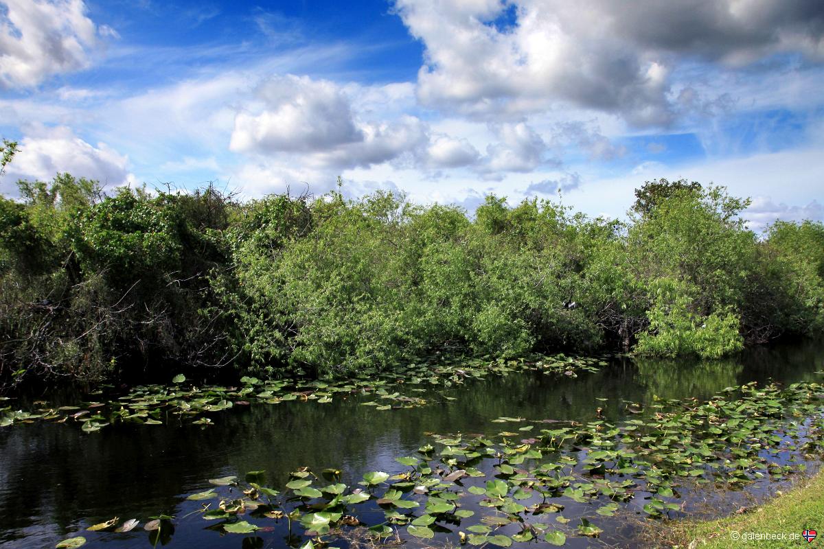 Everglades National Park Shark Valley