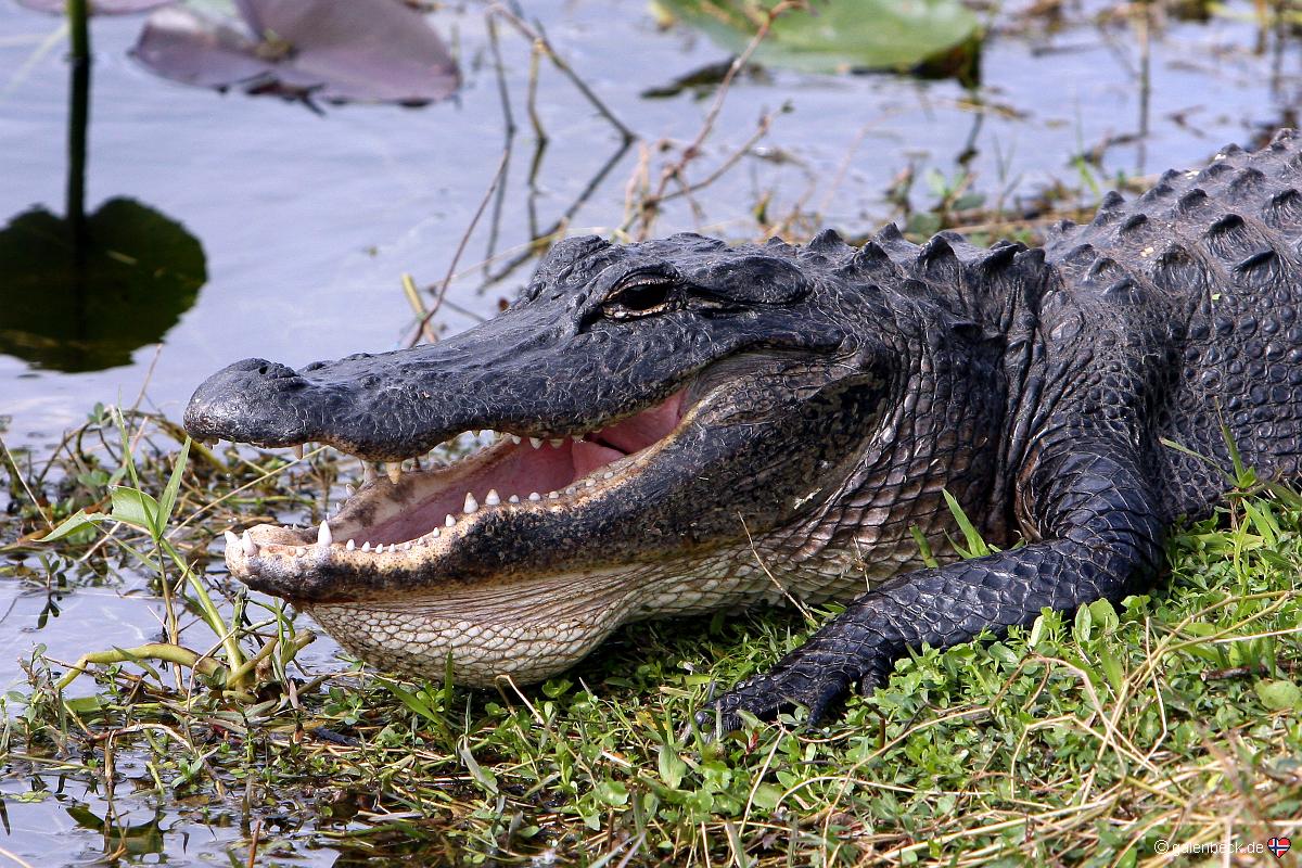 Everglades National Park Shark Valley