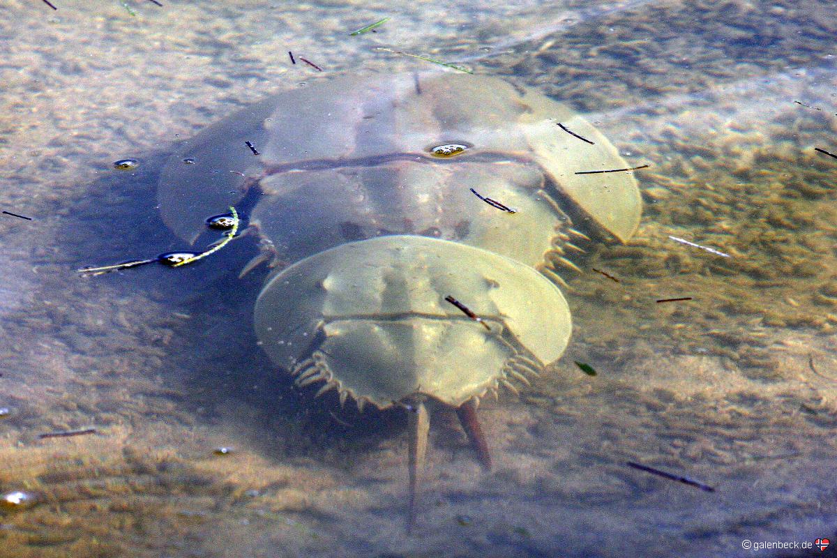 Long Key State Park