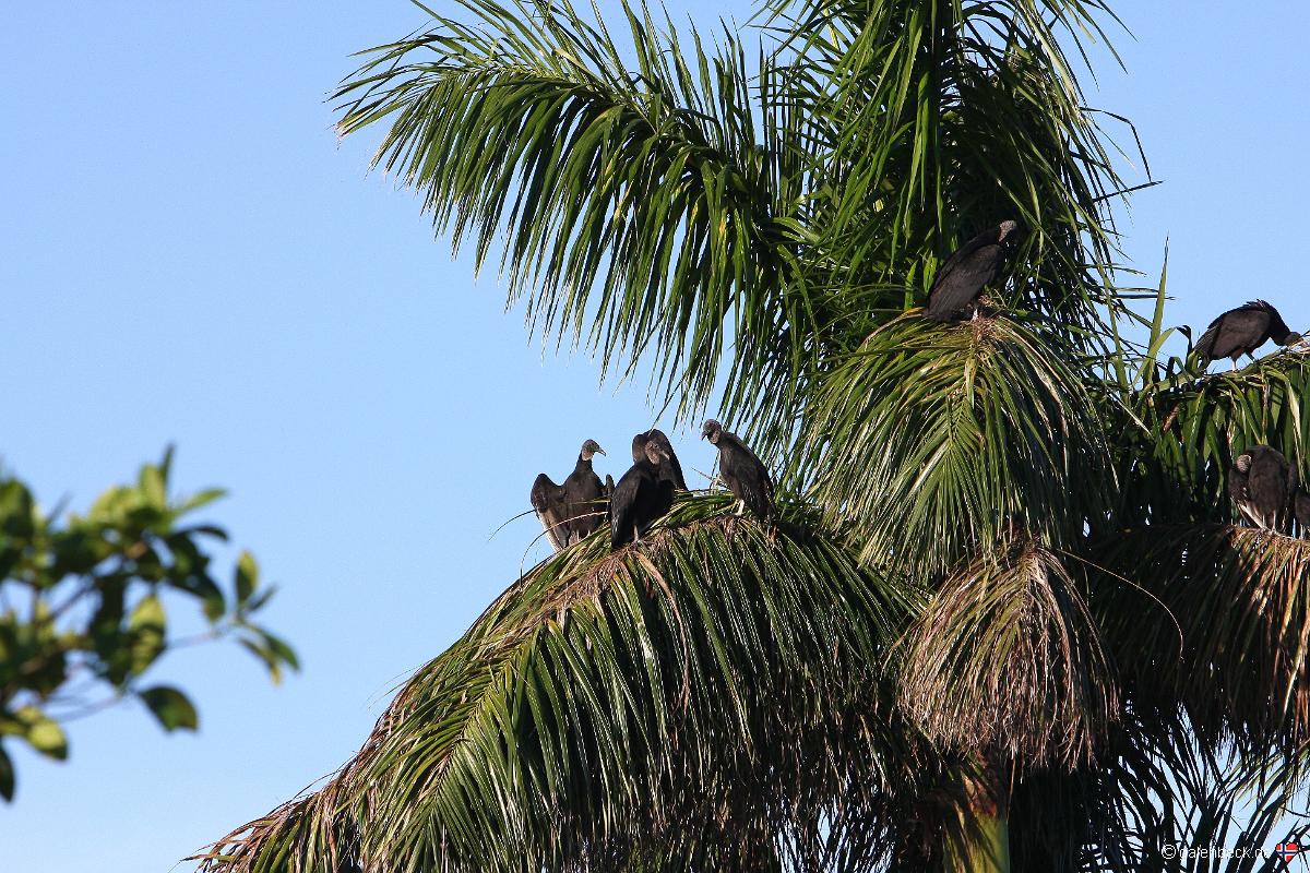 Everglades National Park Anhinga Trail