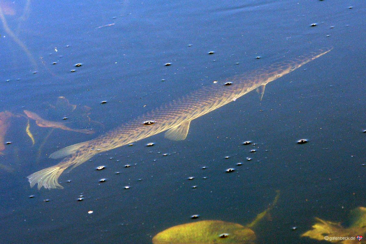 Everglades National Park Anhinga Trail