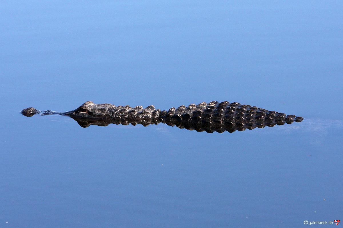 Everglades National Park Anhinga Trail