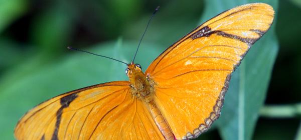 Homosassa Butterfly