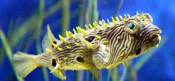 Florida Aquarium Tampa
