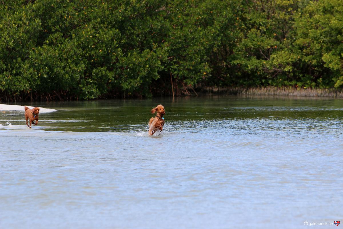 Lee County Dog Beach