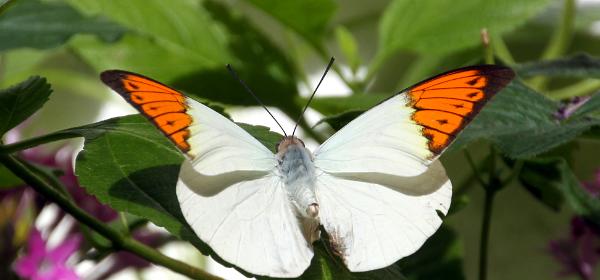 Key West Butterfly and Nature Conservatory