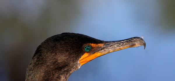 Everglades National Park Anhinga Trail
