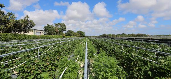 Burrs Berry Farm