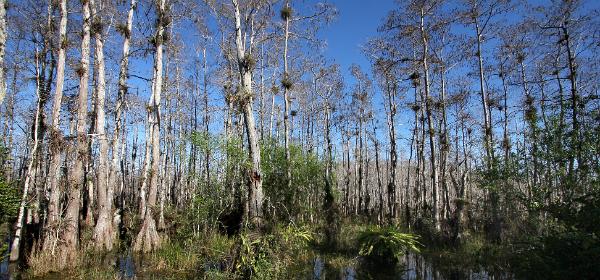 Big Cypress National Preserve Loop Road