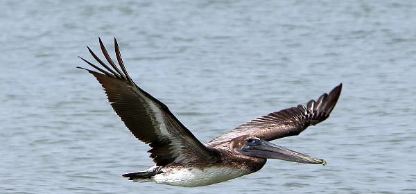 Barefoot Beach Preserve