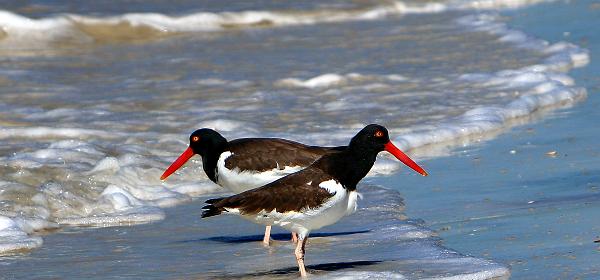 Honeymoon Island State Park