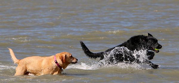 Lee County Dog Beach
