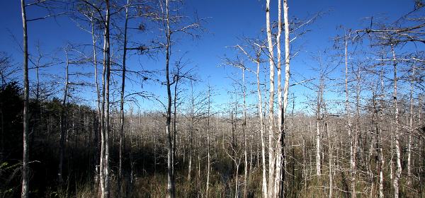 Big Cypress National Preserve Loop Road