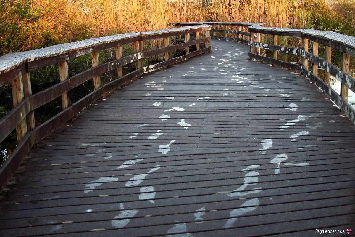 Anhinga Trail