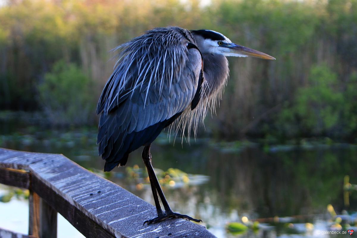 Anhinga Trail