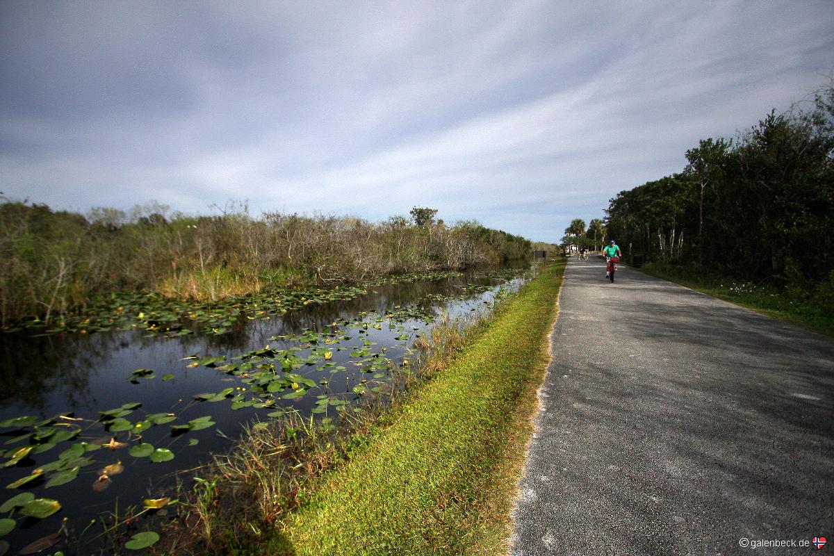 Everglades National Park Shark Valley