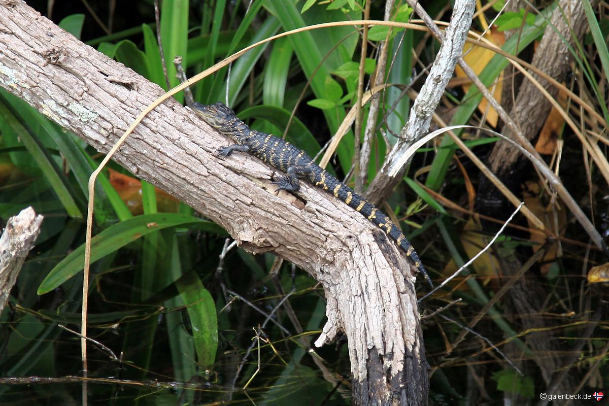 Everglades National Park Shark Valley