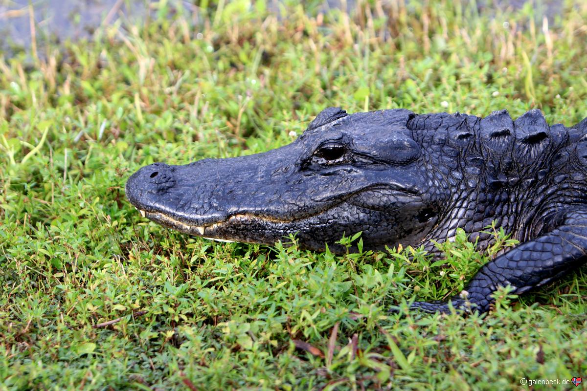 Everglades National Park Shark Valley