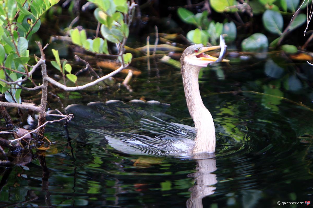 Everglades National Park Shark Valley