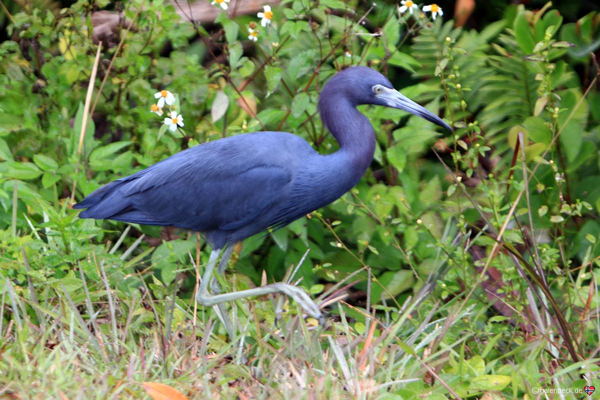 Everglades National Park Shark Valley