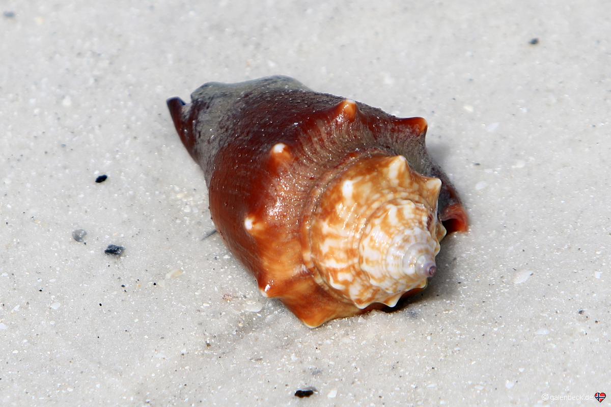 Tigertail Beach Marco Island
