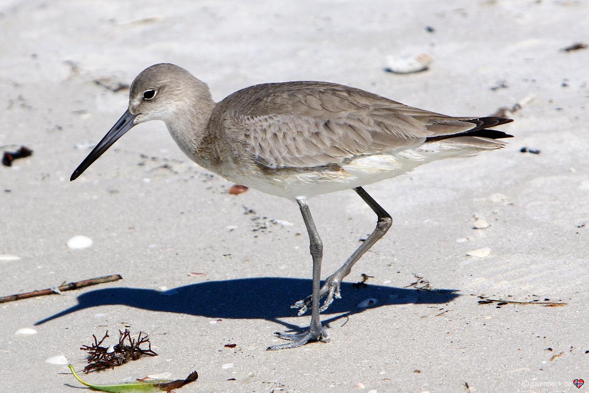 Barefoot Beach Preserve
