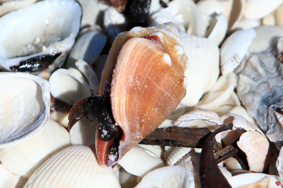 Barefoot Beach Preserve