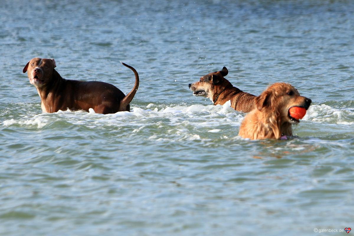 Bonita Beach Dog Park