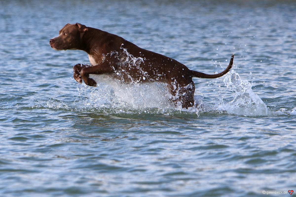 Bonita Beach Dog Park