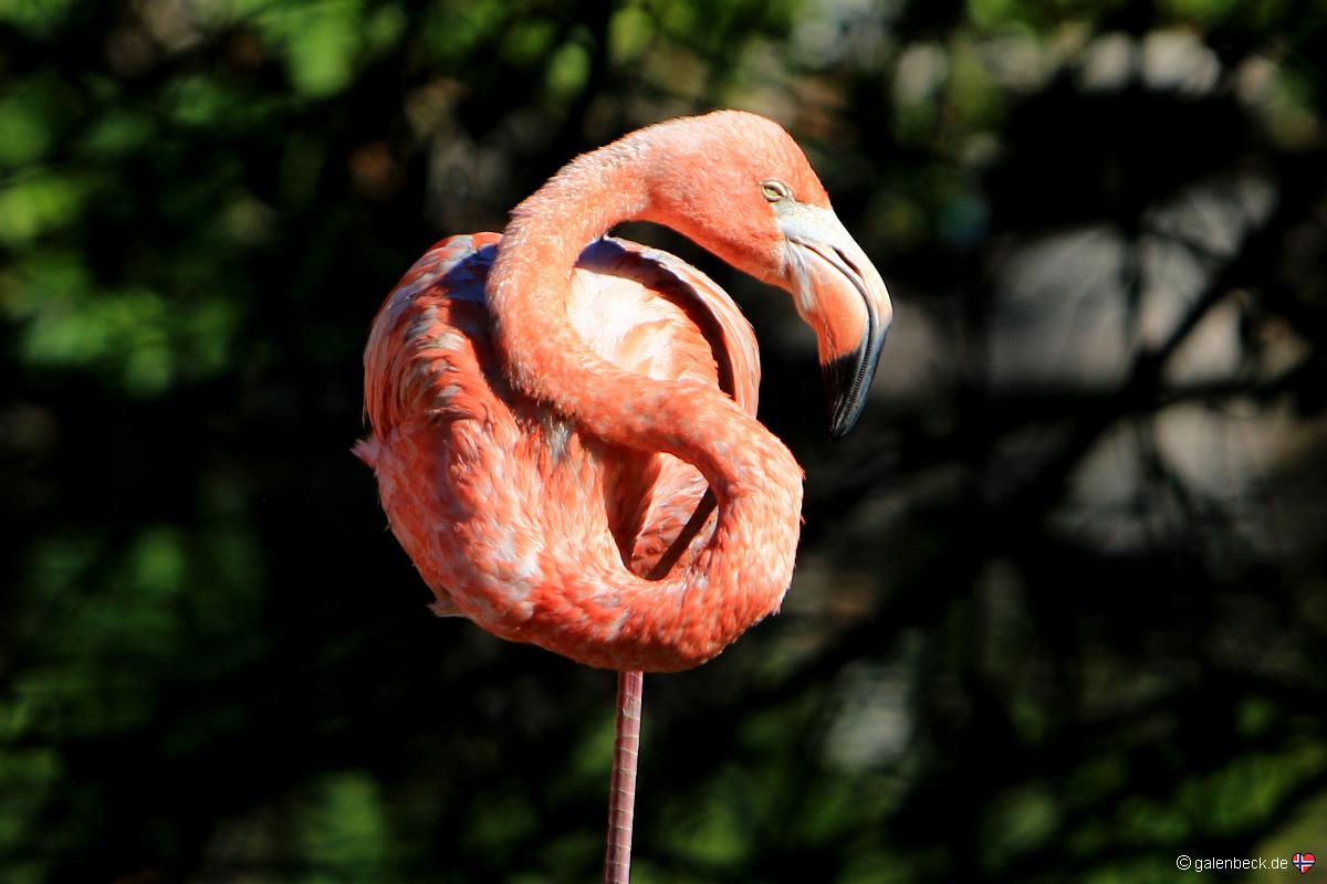 Busch Gardens Tampa Bay