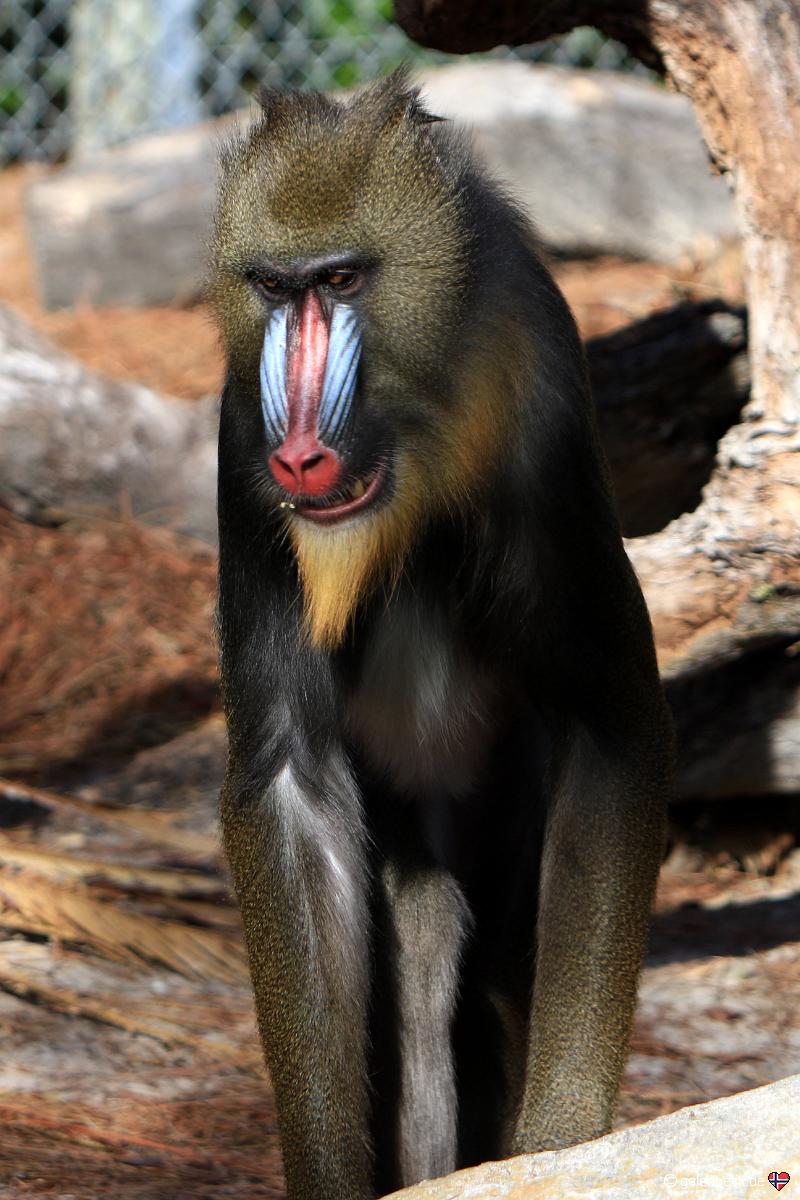 Tampa's Lowry Park Zoo