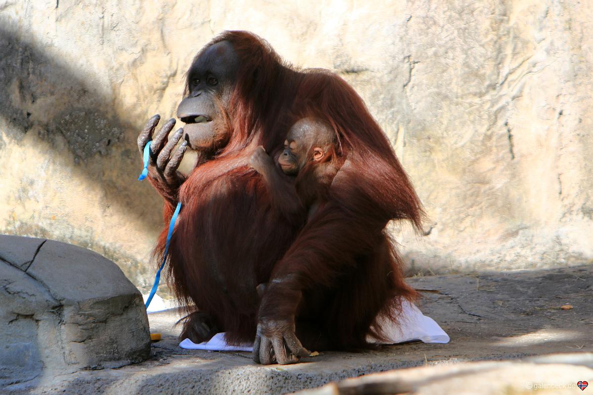 Tampa's Lowry Park Zoo