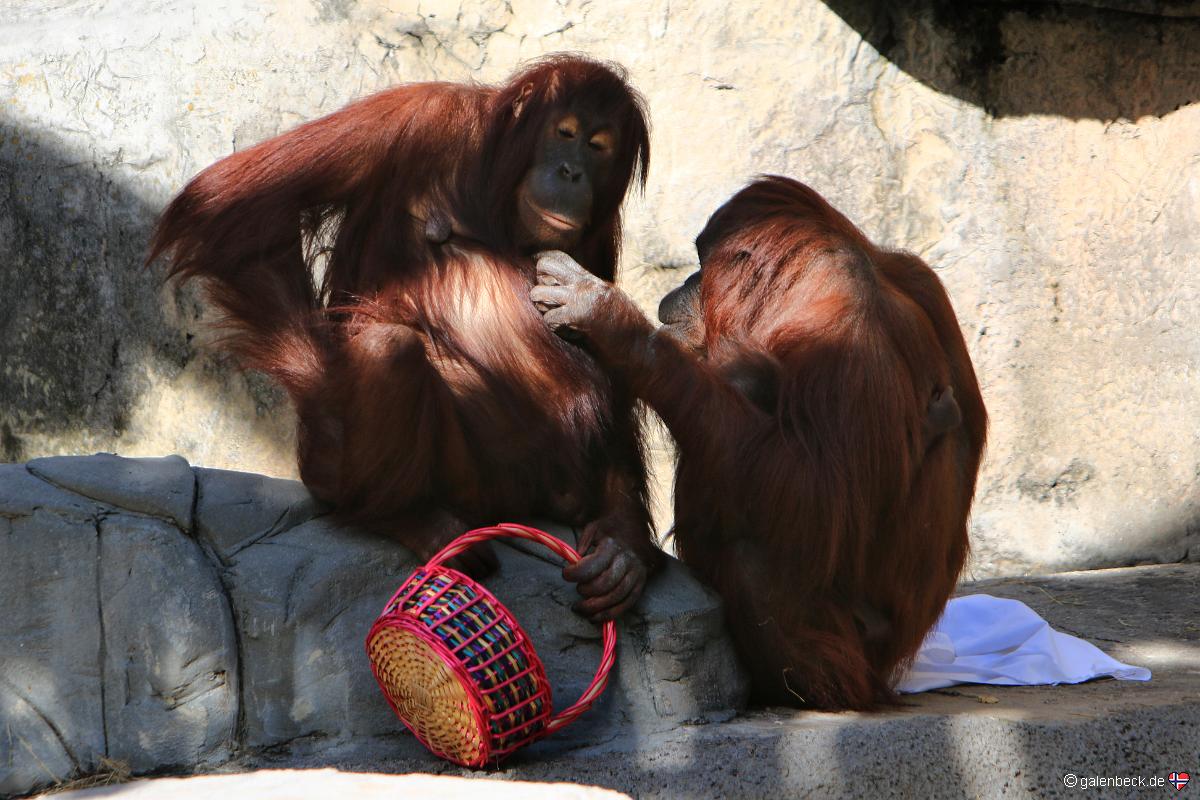 Tampa's Lowry Park Zoo