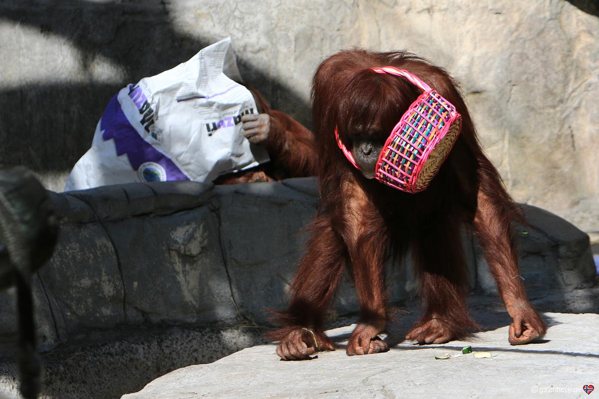 Tampa's Lowry Park Zoo