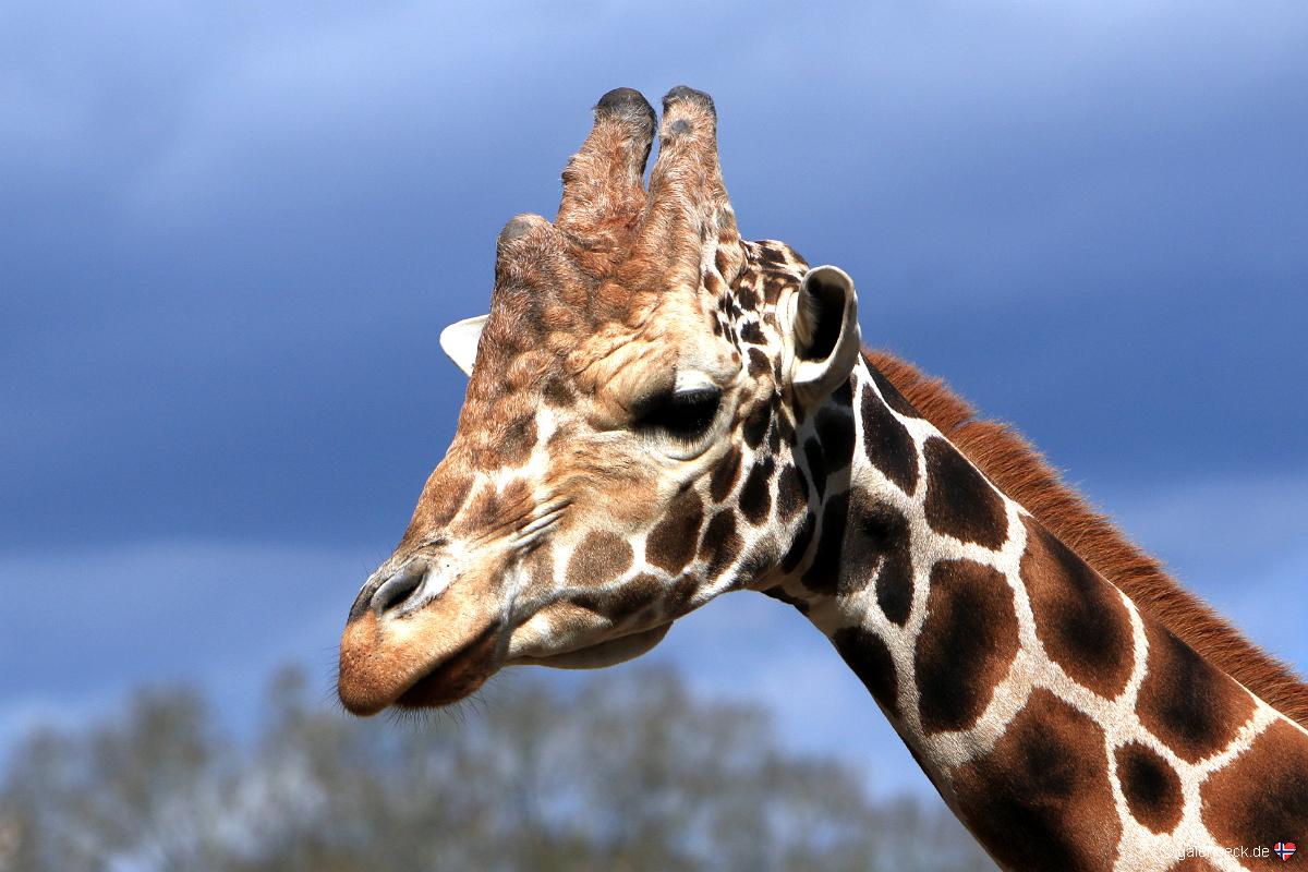 Tampa's Lowry Park Zoo