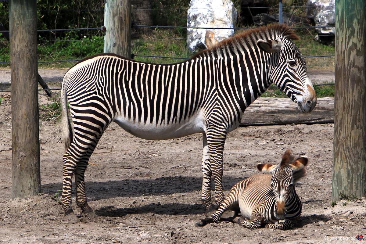 Tampa's Lowry Park Zoo