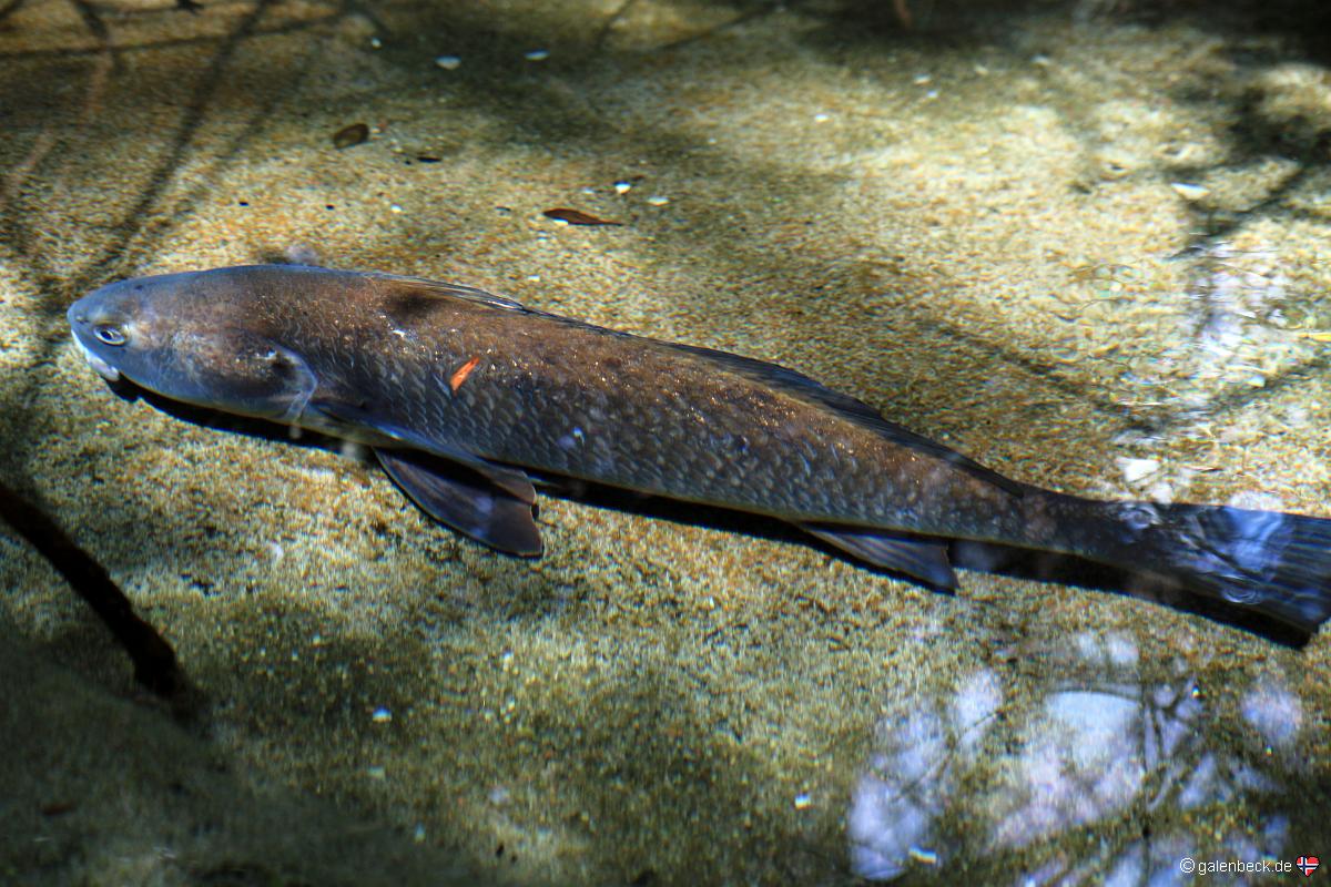 Florida Aquarium Tampa
