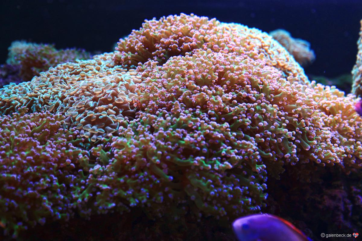 Florida Aquarium Tampa