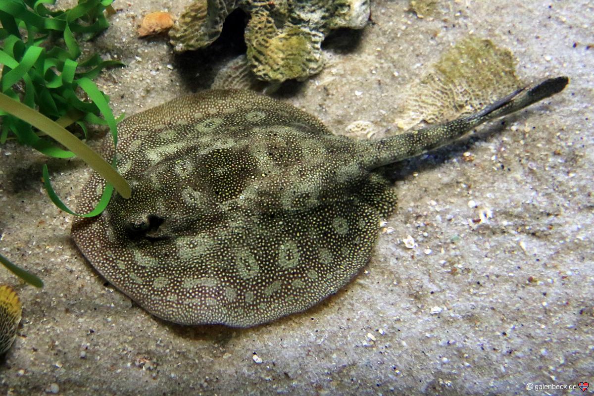 Florida Aquarium Tampa