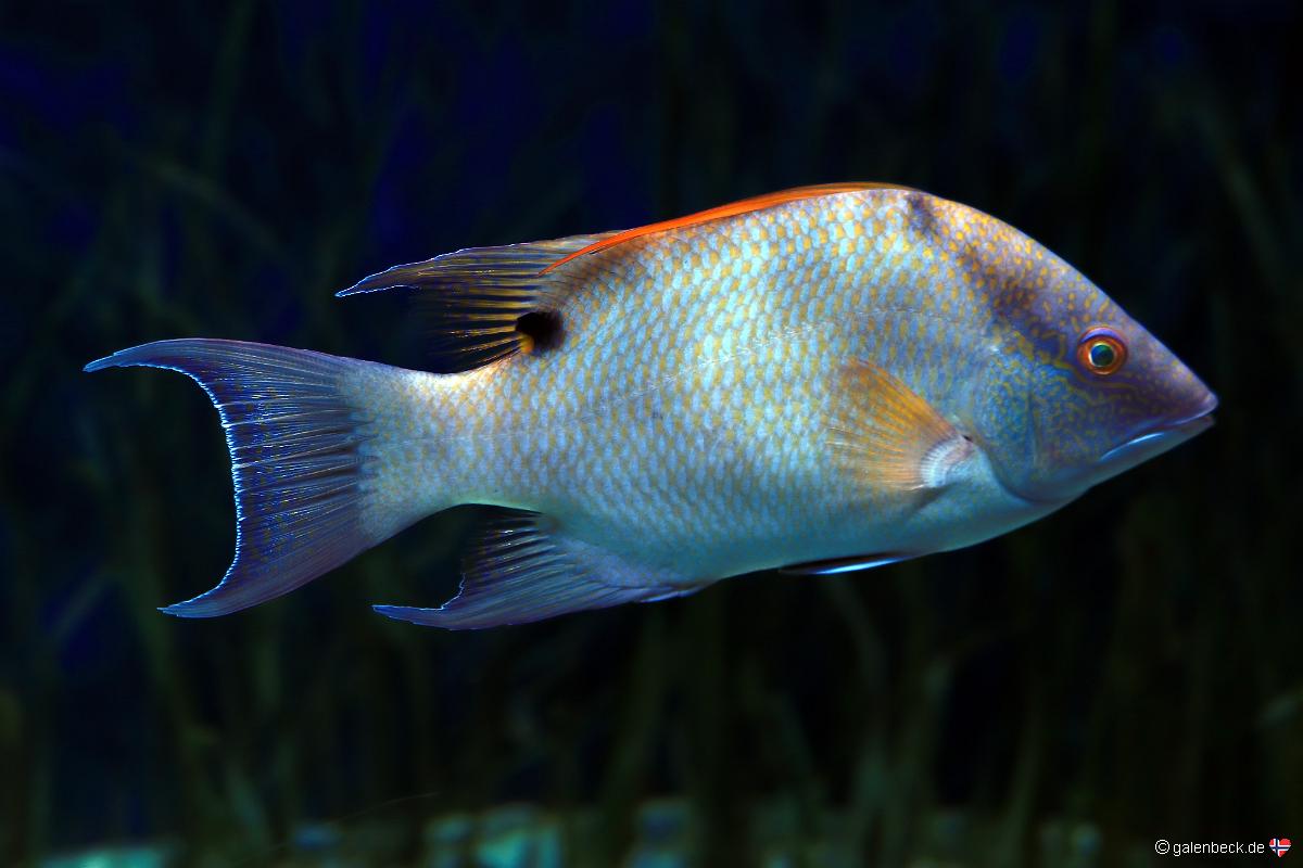 Florida Aquarium Tampa