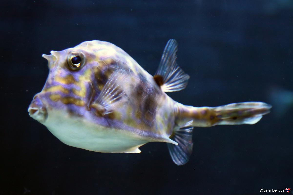 Florida Aquarium Tampa