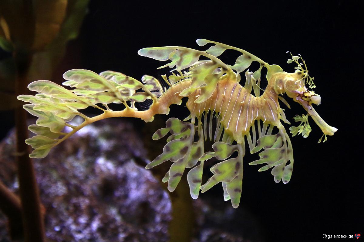 Florida Aquarium Tampa