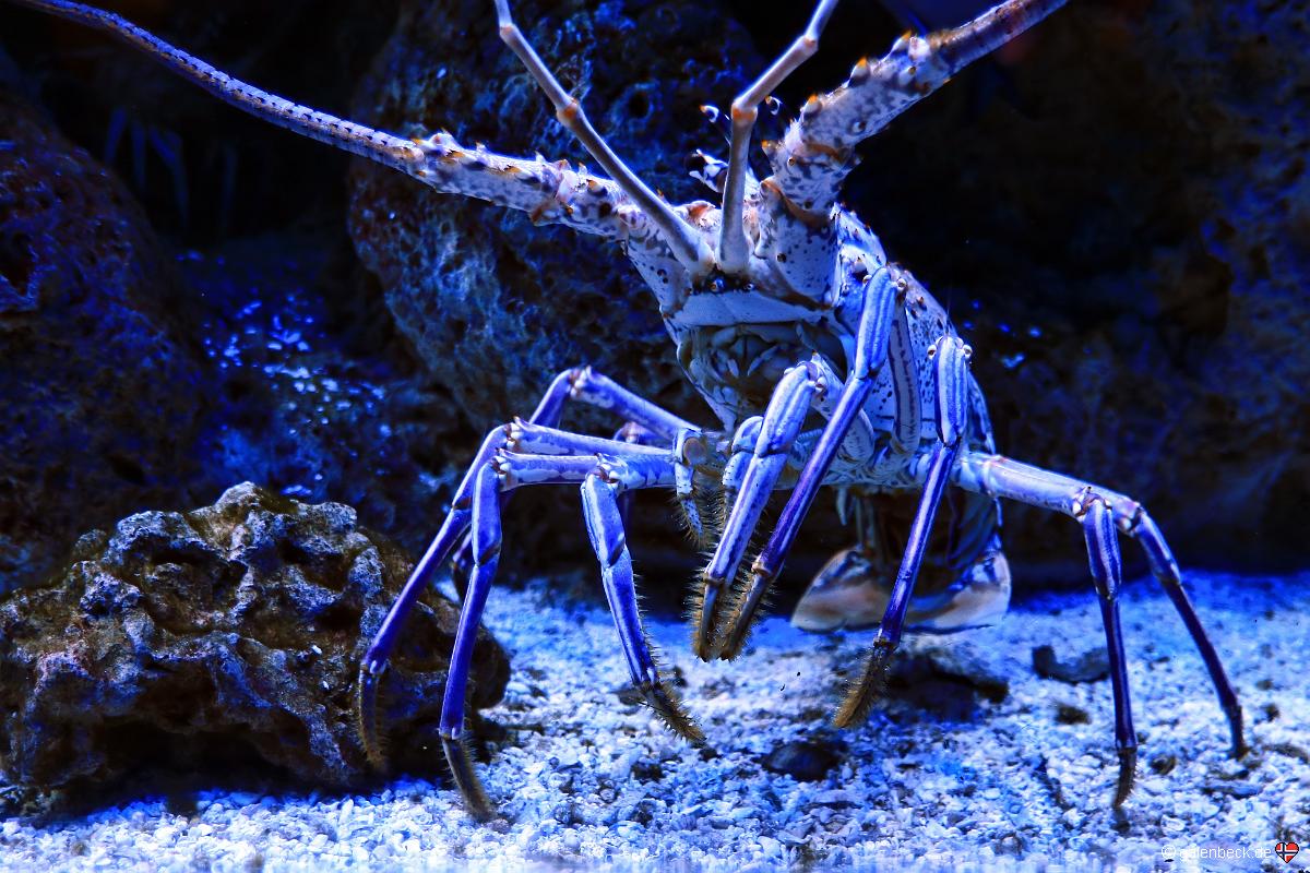 Florida Aquarium Tampa