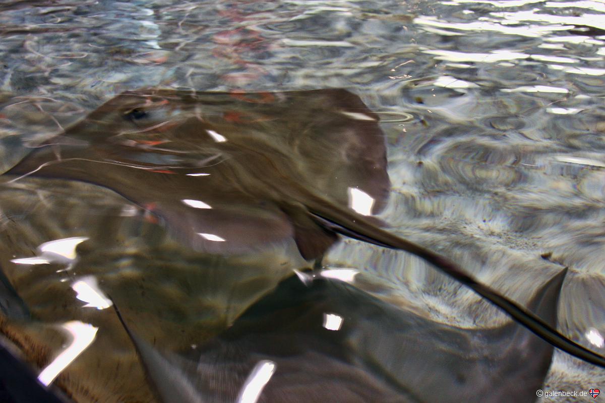 Florida Aquarium Tampa