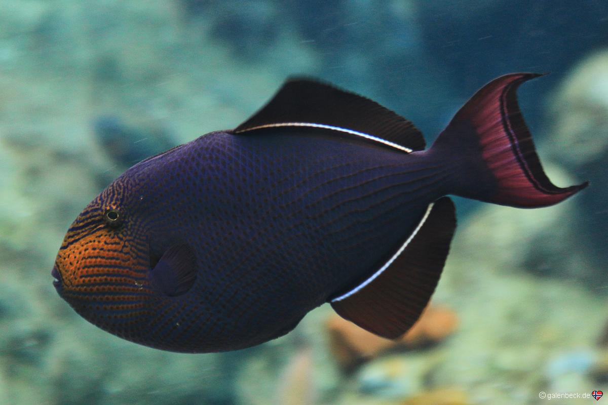 Florida Aquarium Tampa