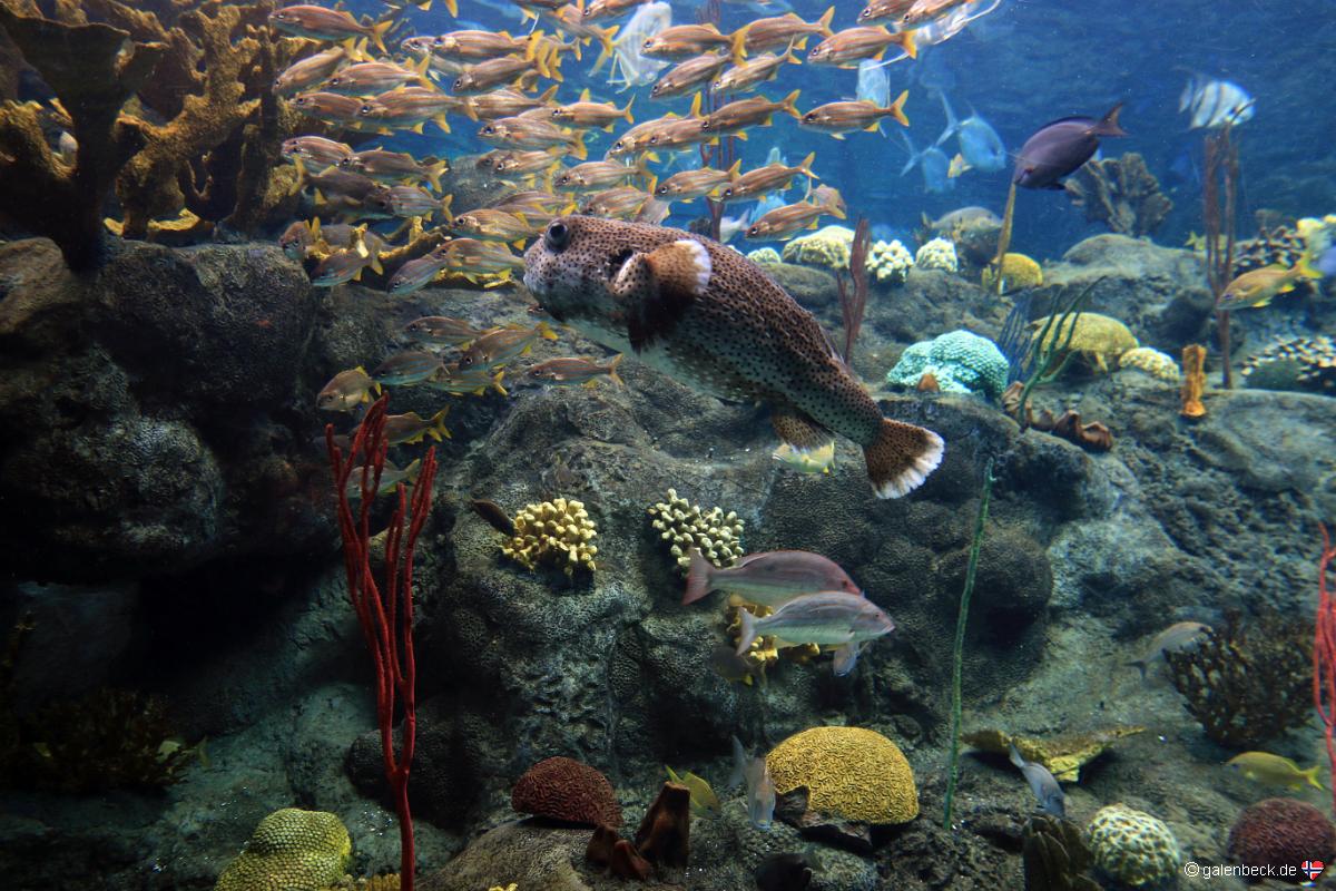 Florida Aquarium Tampa