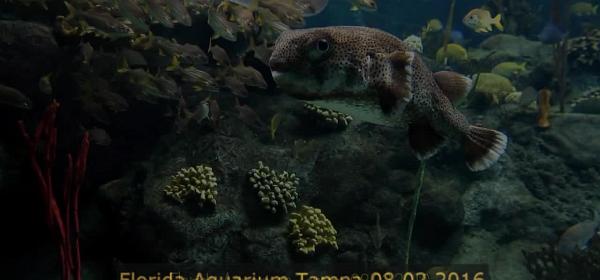 Florida Aquarium Tampa