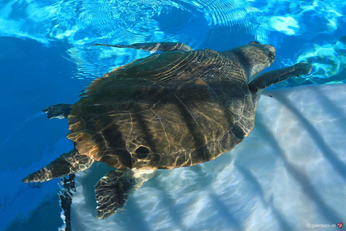Clearwater Marine Aquarium